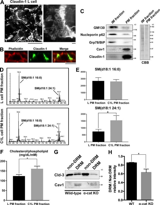 Claudin 3 Antibody in Western Blot (WB)