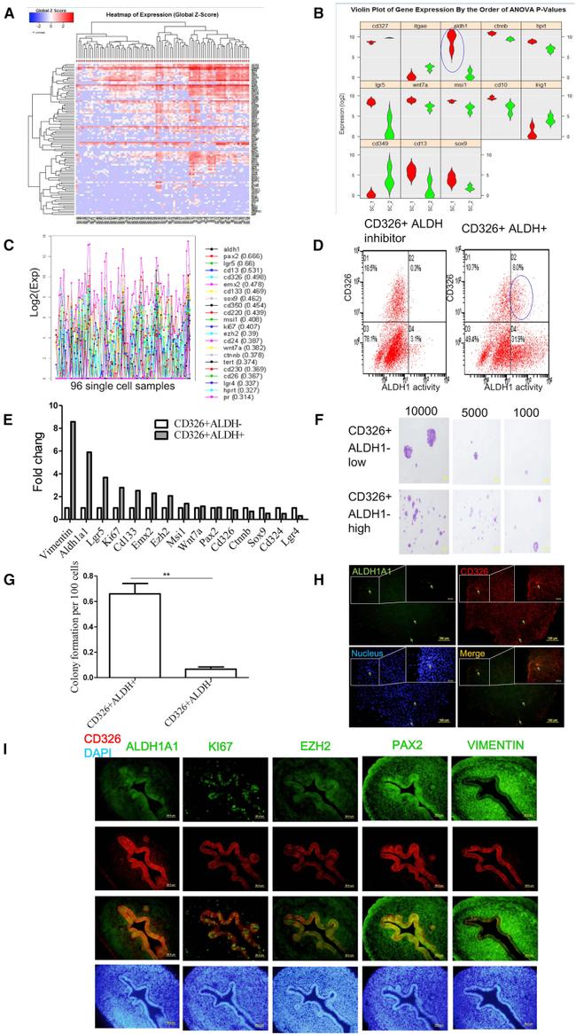 CD326 (EpCAM) Antibody in Flow Cytometry (Flow)