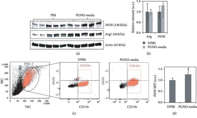 iNOS Antibody in Flow Cytometry (Flow)