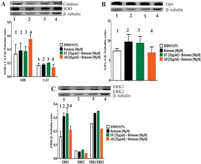 ERK1/ERK2 Antibody in Western Blot (WB)