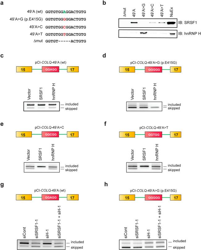 SRSF1 Antibody in Western Blot (WB)