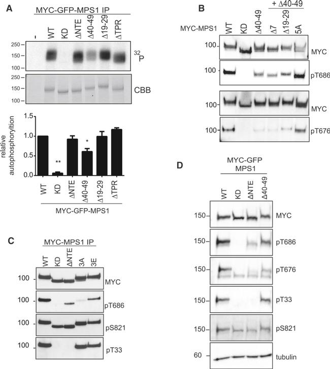 c-Myc Antibody in Western Blot, Immunoprecipitation (WB, IP)