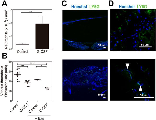 Ly-6G/Ly-6C Antibody in Immunohistochemistry (IHC)