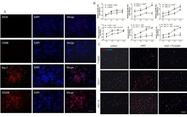 CD206 Antibody in Immunocytochemistry (ICC/IF)