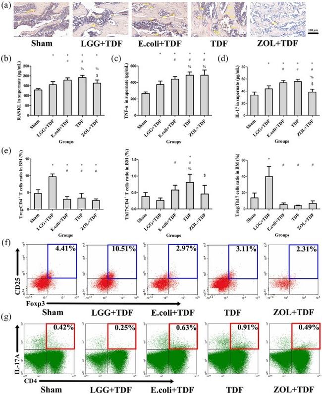 CD4 Antibody in Flow Cytometry (Flow)