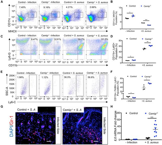 Ly-6G/Ly-6C Antibody in Flow Cytometry (Flow)