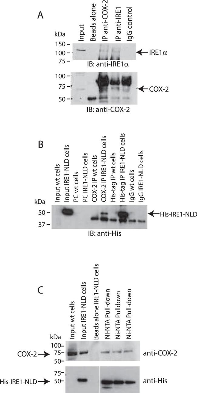 6x-His Tag Antibody in Western Blot (WB)