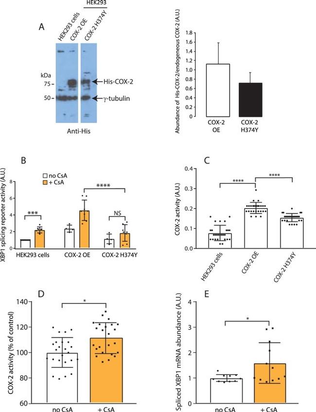 gamma Tubulin Antibody in Western Blot (WB)