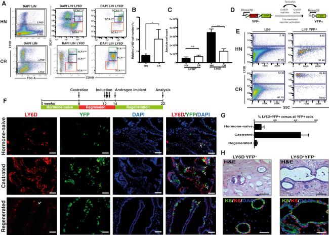 Ly-6D Antibody in Flow Cytometry (Flow)