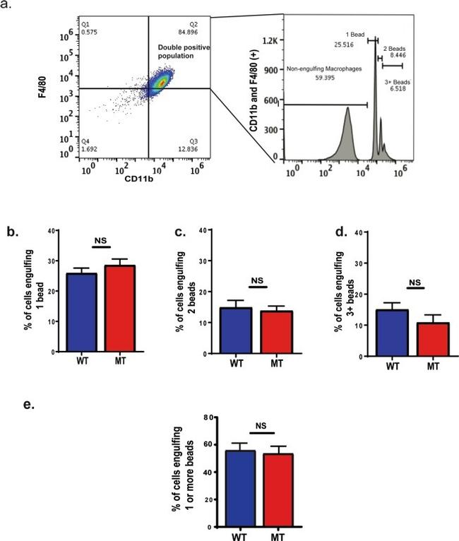 F4/80 Antibody in Flow Cytometry (Flow)