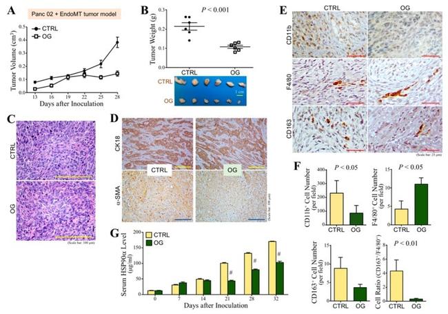 CD11b Antibody in Immunohistochemistry (IHC)