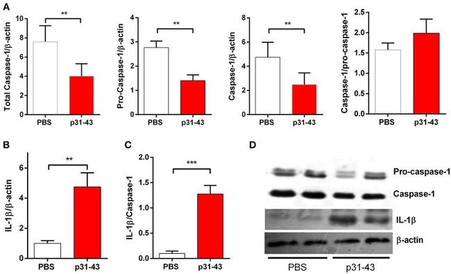 IL-1 beta Antibody in Western Blot (WB)