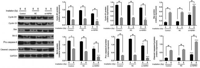 Bcl-2 Antibody in Western Blot (WB)