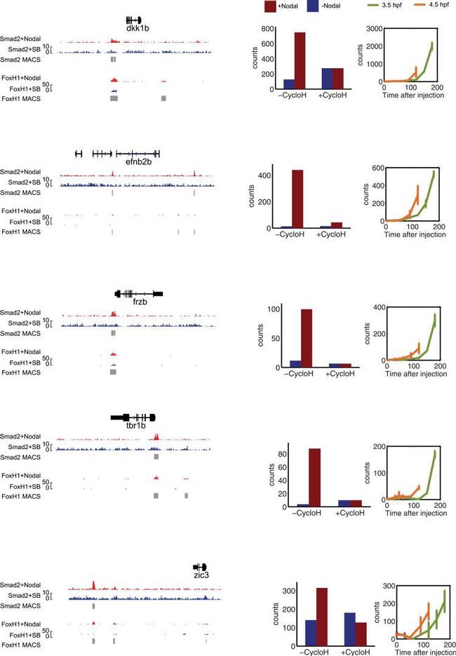 SMAD2 Antibody in ChIP Assay (ChIP)