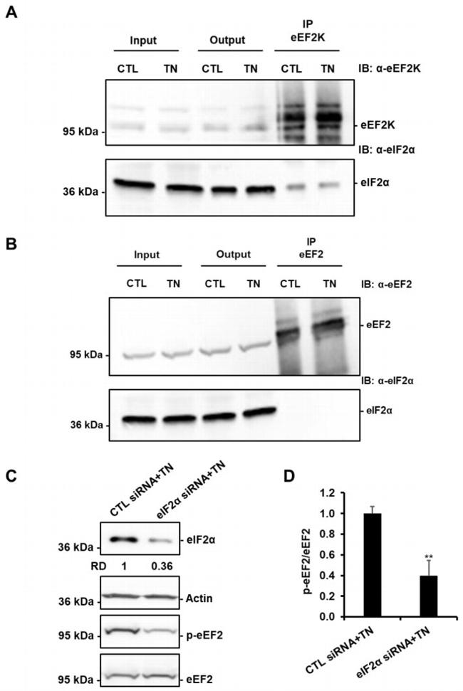 EEF2 Antibody in Western Blot (WB)