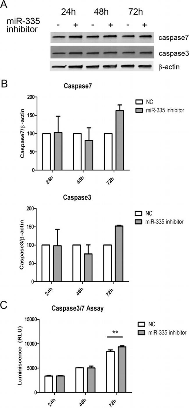 Caspase 7 Antibody in Western Blot (WB)