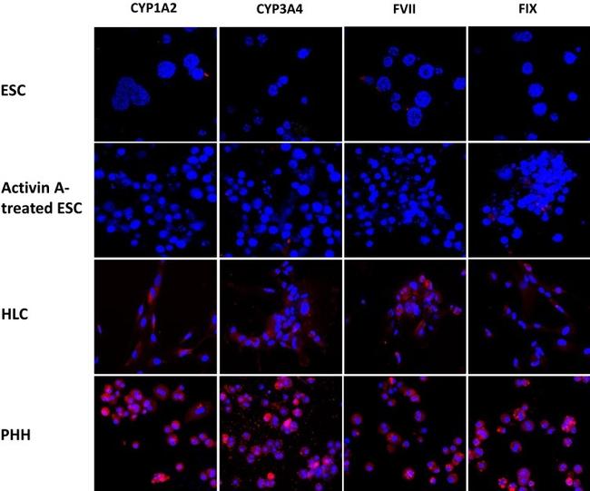 Factor VII Antibody in Immunohistochemistry (IHC)