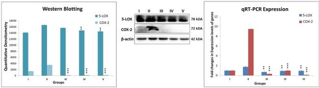 beta Actin Antibody in Western Blot (WB)