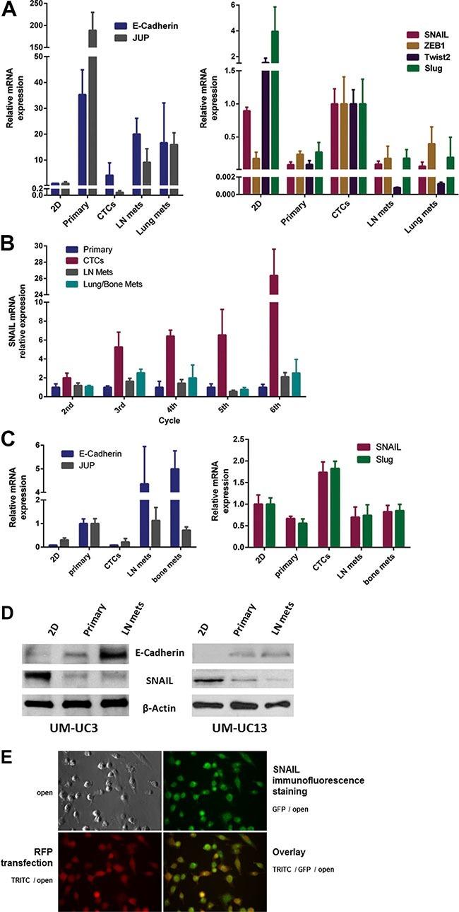 E-cadherin Antibody in Western Blot (WB)