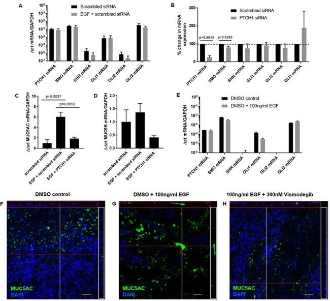 MUC5AC Antibody