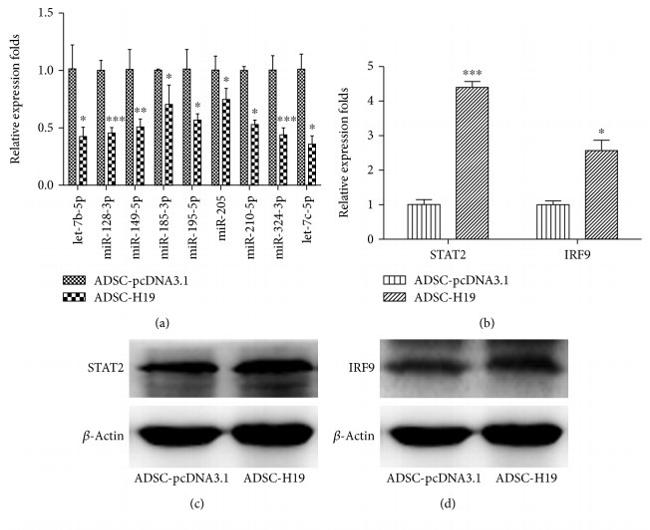 IRF9 Antibody in Western Blot (WB)