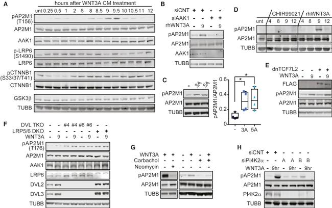 AP2M1 Antibody in Western Blot (WB)