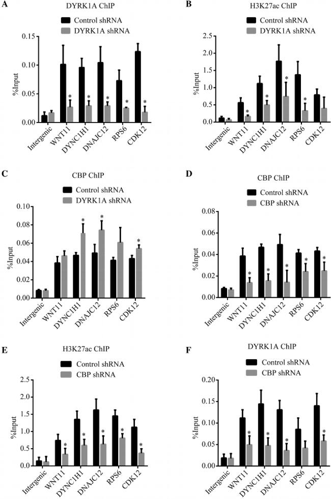 CBP Antibody in ChIP Assay (ChIP)