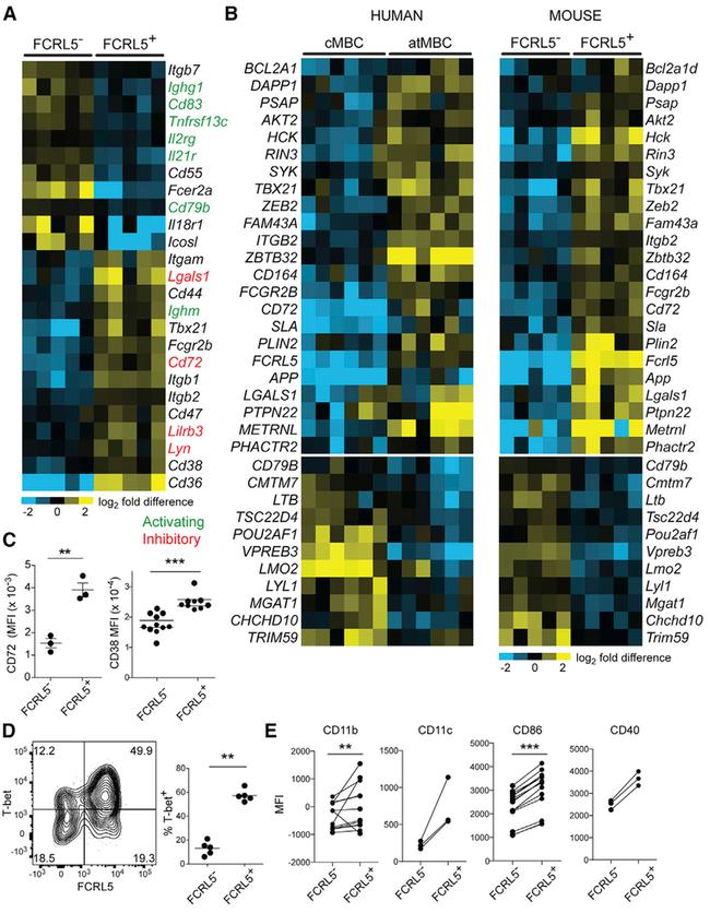 T-bet Antibody in Flow Cytometry (Flow)