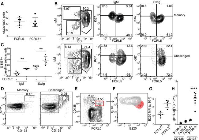 Ki-67 Antibody in Flow Cytometry (Flow)