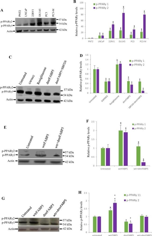 Phospho-PPAR gamma (Ser112) Antibody in Western Blot (WB)