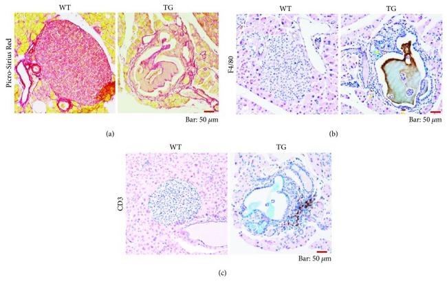 F4/80 Antibody in Immunohistochemistry (Paraffin) (IHC (P))