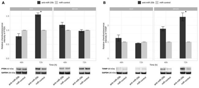 TXNIP Antibody in Western Blot (WB)