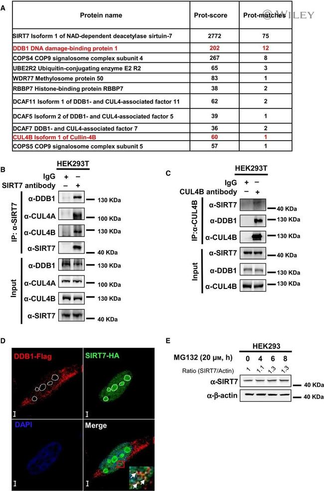 DDB1 Antibody in Western Blot (WB)