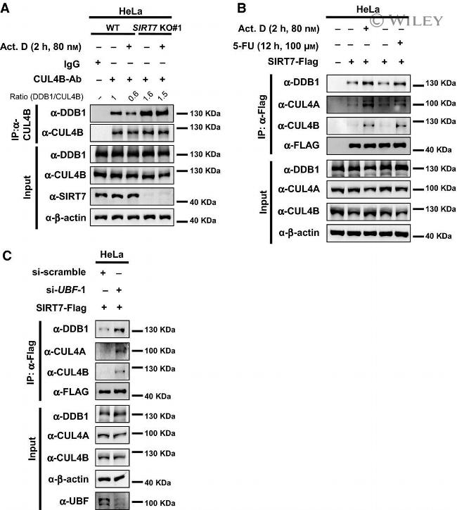 DDB1 Antibody in Western Blot (WB)