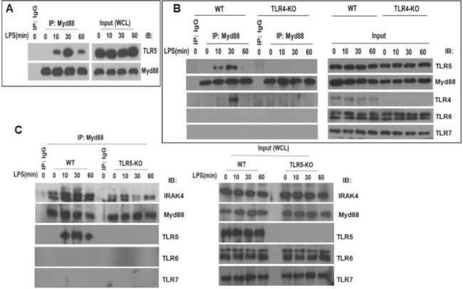 TLR4 Antibody