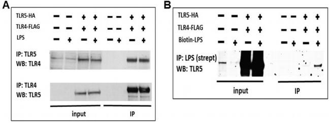 TLR5 Antibody in Western Blot, Immunoprecipitation (WB, IP)