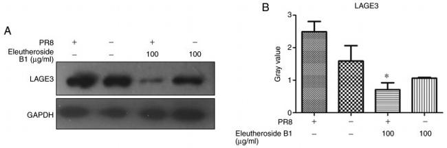 LAGE3 Antibody in Western Blot (WB)