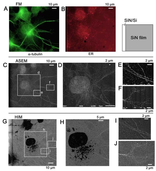 alpha Tubulin Antibody in Immunocytochemistry (ICC/IF)