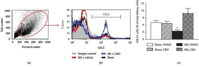 GILZ Antibody in Flow Cytometry (Flow)