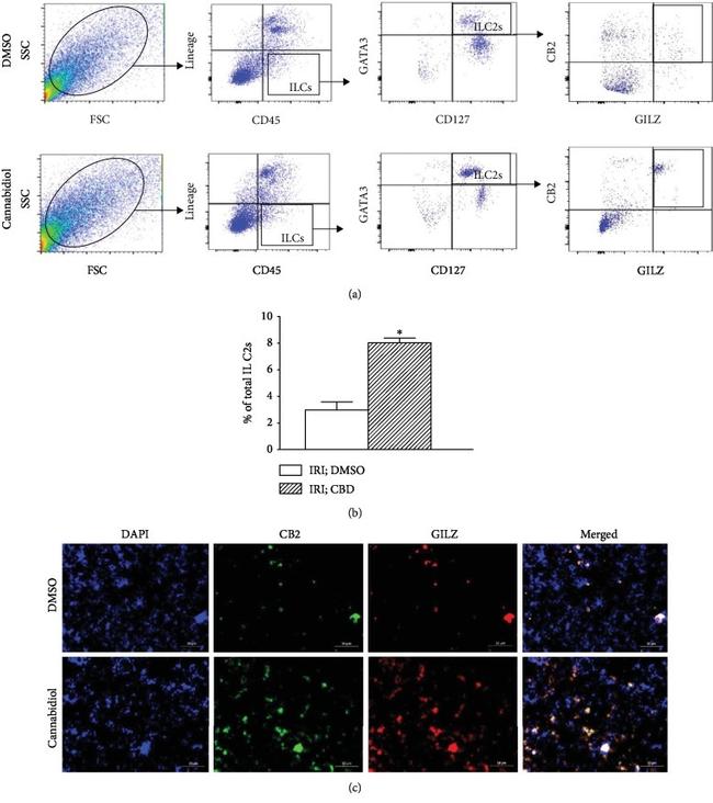 GILZ Antibody in Flow Cytometry (Flow)