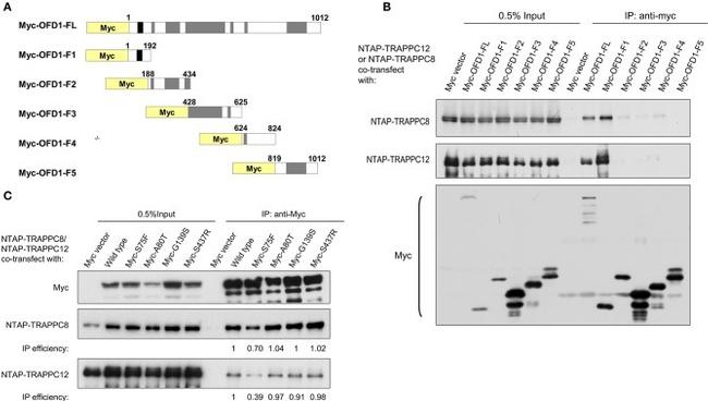 TRAPPC8 Antibody in Western Blot (WB)