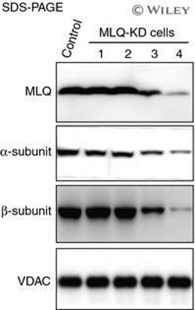 ATP Synthase beta Antibody in Western Blot (WB)