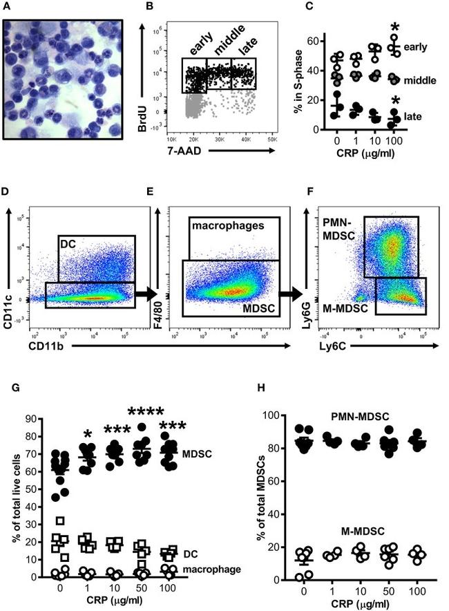 CD16/CD32 Antibody in Neutralization (Neu)