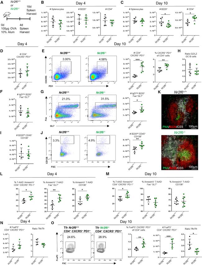 CD279 (PD-1) Antibody in Flow Cytometry (Flow)