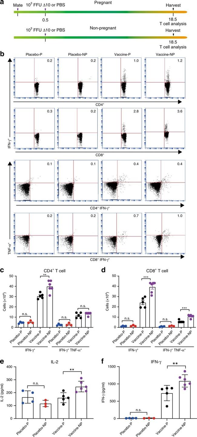 IFN gamma Antibody in Flow Cytometry (Flow)