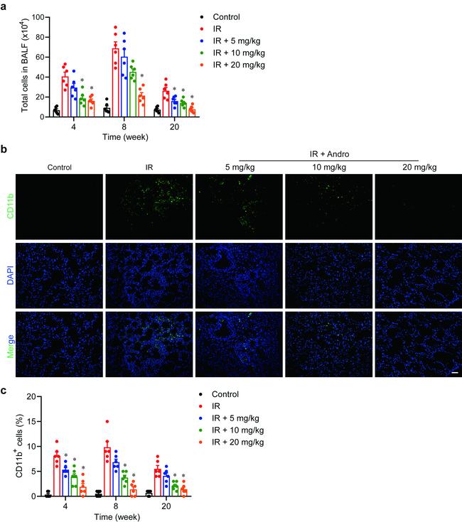 CD11b Antibody in Immunohistochemistry (IHC)