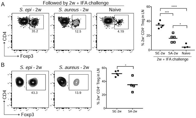 CD44 Antibody in Flow Cytometry (Flow)