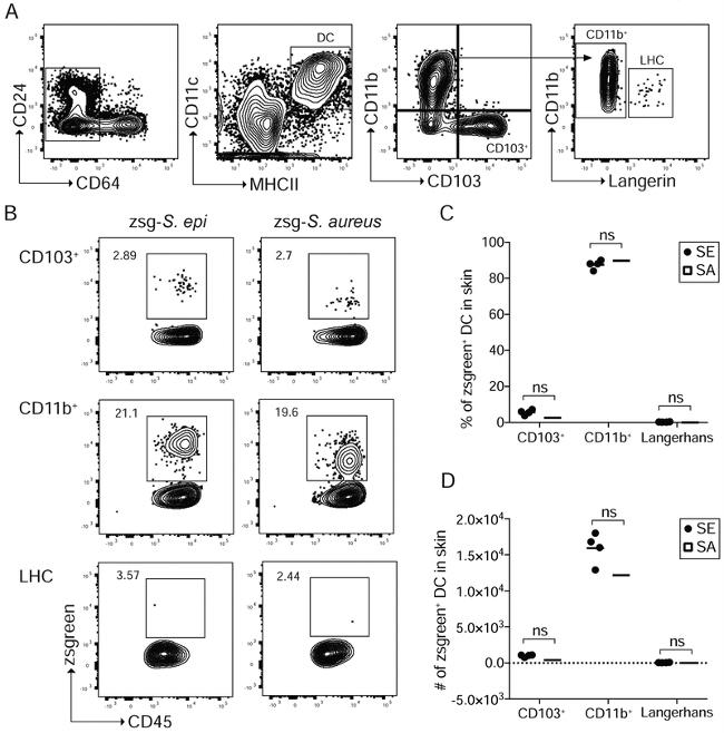 CD103 (Integrin alpha E) Antibody in Flow Cytometry (Flow)