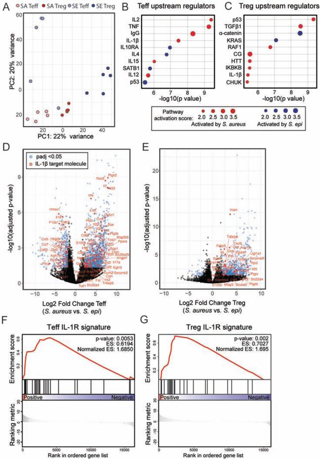 CD278 (ICOS) Antibody in Flow Cytometry (Flow)