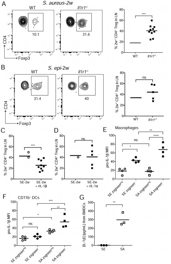 IL-1 beta (Pro-form) Antibody in Flow Cytometry (Flow)